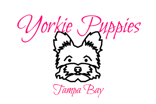 Yorkie Puppies Tampa Bay - Heather Crest Kennels